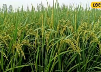 Paddy Farming : धान कटाई के बाद तुरंत न करें स्टोर, आप भी तो नहीं करने जा रहे ये गलती? लग जाएंगे कीड़े