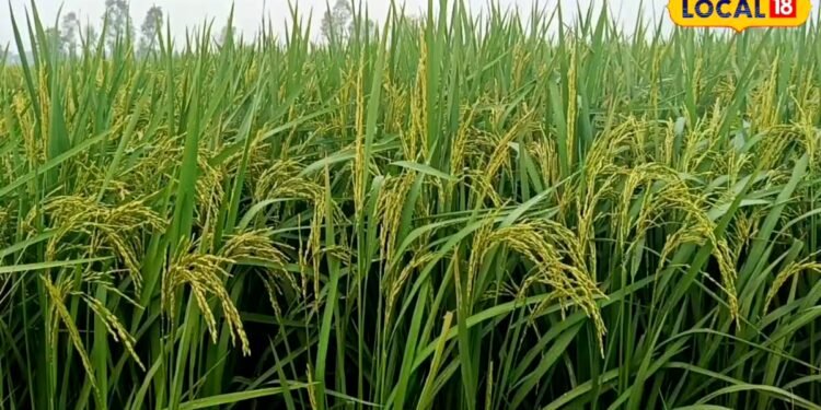 Paddy Farming : धान कटाई के बाद तुरंत न करें स्टोर, आप भी तो नहीं करने जा रहे ये गलती? लग जाएंगे कीड़े
