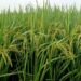 Paddy Farming : धान कटाई के बाद तुरंत न करें स्टोर, आप भी तो नहीं करने जा रहे ये गलती? लग जाएंगे कीड़े