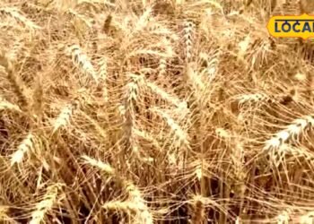 Agriculture: गेहूं के बीज पर 50% सब्सिडी, साथ में दलहन किट भी मुफ्त, मेरठ के किसान ऐसे करें आवेदन