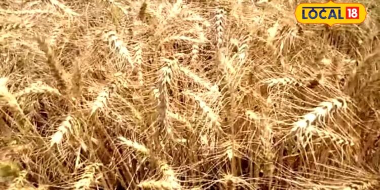 Agriculture: गेहूं के बीज पर 50% सब्सिडी, साथ में दलहन किट भी मुफ्त, मेरठ के किसान ऐसे करें आवेदन