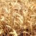 Agriculture: गेहूं के बीज पर 50% सब्सिडी, साथ में दलहन किट भी मुफ्त, मेरठ के किसान ऐसे करें आवेदन