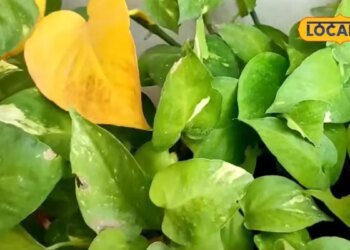 money plant | money plant care tips | gardening tips| मनी प्लांट की पत्तियां पड़ जाएं पीली, तो तुरंत अपनाएं ये देसी उपाय, फिर से हरा-भरा हो जाएगा पौधा
