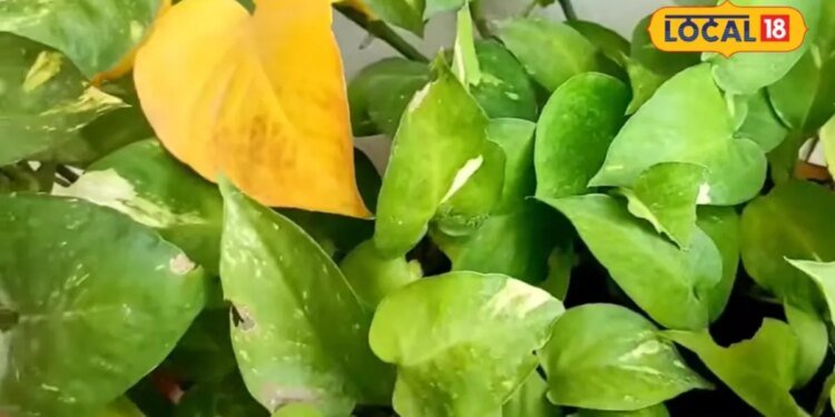 money plant | money plant care tips | gardening tips| मनी प्लांट की पत्तियां पड़ जाएं पीली, तो तुरंत अपनाएं ये देसी उपाय, फिर से हरा-भरा हो जाएगा पौधा