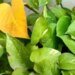money plant | money plant care tips | gardening tips| मनी प्लांट की पत्तियां पड़ जाएं पीली, तो तुरंत अपनाएं ये देसी उपाय, फिर से हरा-भरा हो जाएगा पौधा