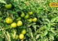 Tomato Farming : दोगुनी हो जाएगी पैदावार, जानिए टमाटर की फसल में कब और कितनी डालें खाद?