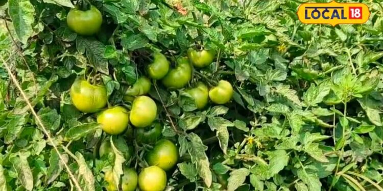 Tomato Farming : दोगुनी हो जाएगी पैदावार, जानिए टमाटर की फसल में कब और कितनी डालें खाद?