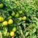 Tomato Farming : दोगुनी हो जाएगी पैदावार, जानिए टमाटर की फसल में कब और कितनी डालें खाद?
