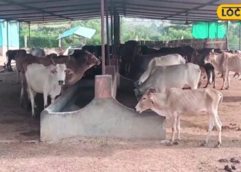 नौकरी की तलाश छोड़िए, गाय पालन से शुरू करें अपना बिजनेस और कमाएं लाखों, सरकार भी करेगी मदद..जानिए पूरा प्रोसेस