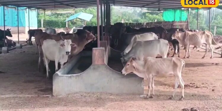 नौकरी की तलाश छोड़िए, गाय पालन से शुरू करें अपना बिजनेस और कमाएं लाखों, सरकार भी करेगी मदद..जानिए पूरा प्रोसेस