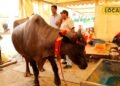 मुर्रा नस्ल की भैंस, कीमत 400000 लाख, दूध 35 लीटर, कहते हैं काला सोना, बच्चे की लाखों में कीमत, पशुपालक गुड्डू आजमगढ़ी के करते हैं पालन