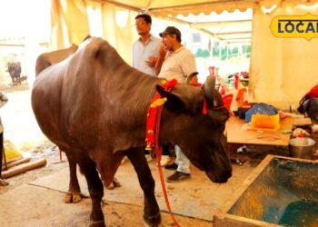 मुर्रा नस्ल की भैंस, कीमत 400000 लाख, दूध 35 लीटर, कहते हैं काला सोना, बच्चे की लाखों में कीमत, पशुपालक गुड्डू आजमगढ़ी के करते हैं पालन
