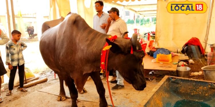 मुर्रा नस्ल की भैंस, कीमत 400000 लाख, दूध 35 लीटर, कहते हैं काला सोना, बच्चे की लाखों में कीमत, पशुपालक गुड्डू आजमगढ़ी के करते हैं पालन