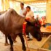 मुर्रा नस्ल की भैंस, कीमत 400000 लाख, दूध 35 लीटर, कहते हैं काला सोना, बच्चे की लाखों में कीमत, पशुपालक गुड्डू आजमगढ़ी के करते हैं पालन