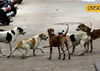 आजमगढ़ में आवारा कुत्तों के बढ़ते प्रकोप से निपटने के लिए बनेगा ABC सेंटर, नगर पालिका परिषद नें भेजा 1 करोड़ का प्रस्ताव