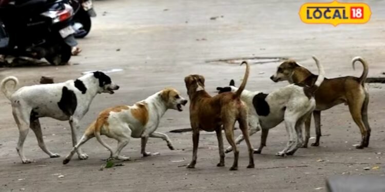 आजमगढ़ में आवारा कुत्तों के बढ़ते प्रकोप से निपटने के लिए बनेगा ABC सेंटर, नगर पालिका परिषद नें भेजा 1 करोड़ का प्रस्ताव