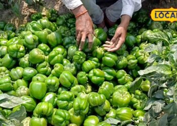 गहरे हरे और मोटे फल वाली शिमला मिर्च की ये वैरायटी, एक बीघा में देगी 20 क्विंटल तक पैदावार, ऐसे करें खेती