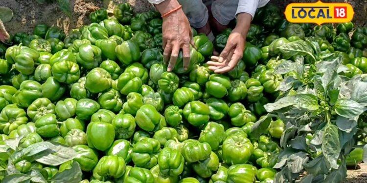 गहरे हरे और मोटे फल वाली शिमला मिर्च की ये वैरायटी, एक बीघा में देगी 20 क्विंटल तक पैदावार, ऐसे करें खेती