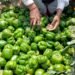 गहरे हरे और मोटे फल वाली शिमला मिर्च की ये वैरायटी, एक बीघा में देगी 20 क्विंटल तक पैदावार, ऐसे करें खेती