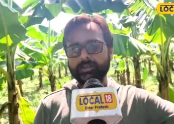 किसान श्याम मिश्रा ने गन्ना छोड़ 20 बीघे में लगाया केला, G9 गोल्ड वैरायटी बनी पहली पसंद, लाखों में हो रही कमाई