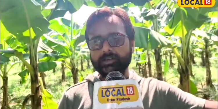 किसान श्याम मिश्रा ने गन्ना छोड़ 20 बीघे में लगाया केला, G9 गोल्ड वैरायटी बनी पहली पसंद, लाखों में हो रही कमाई