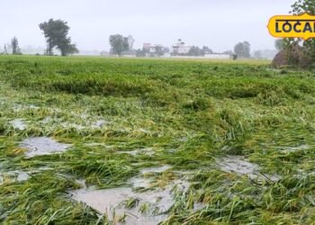 Shahjahanpur News : जो फसल बच गई, उसकी कटाई ज्यादा मुश्किल, शाहजहांपुर में बारिश ने मचाया ऐसा तांडव, खेतों में बिछ गए गन्ना धान
