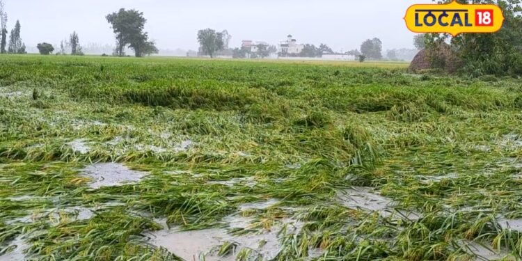 Shahjahanpur News : जो फसल बच गई, उसकी कटाई ज्यादा मुश्किल, शाहजहांपुर में बारिश ने मचाया ऐसा तांडव, खेतों में बिछ गए गन्ना धान