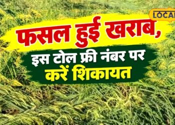 बारिश ने फसल पर बरपाया कहर तो घबराएं नहीं, 48 घंटे में यह काम करने पर मिल सकता है मुआवजा