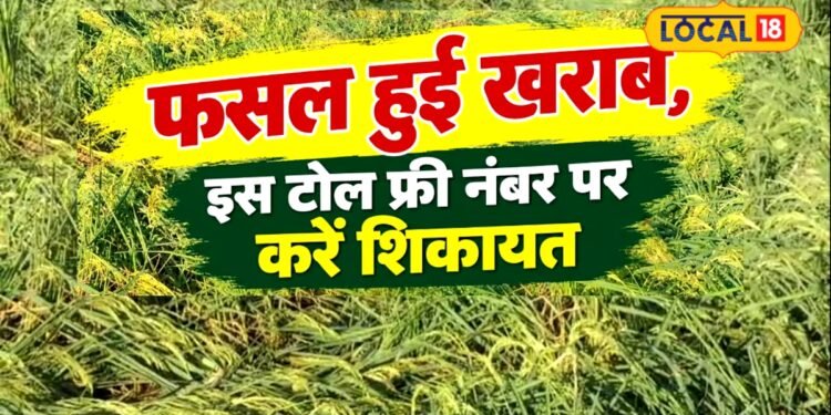 बारिश ने फसल पर बरपाया कहर तो घबराएं नहीं, 48 घंटे में यह काम करने पर मिल सकता है मुआवजा
