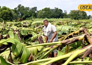 तूफान में जमींदोज हुई 3500 केले की फसल, बलिया के किसान का लाखों का नुकसान, बोले- छठ का कर रहे थे इंतजार
