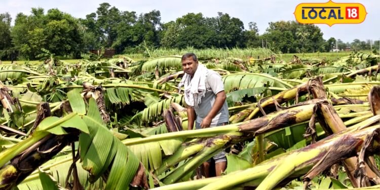 तूफान में जमींदोज हुई 3500 केले की फसल, बलिया के किसान का लाखों का नुकसान, बोले- छठ का कर रहे थे इंतजार