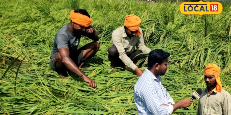 लोन लेकर फसल खड़ी की थी, अब परिवार कैसे चलेगा? 10 बीघा धान पानी में डूबा तो किसान की आंखों से छलक पड़ा दर्द