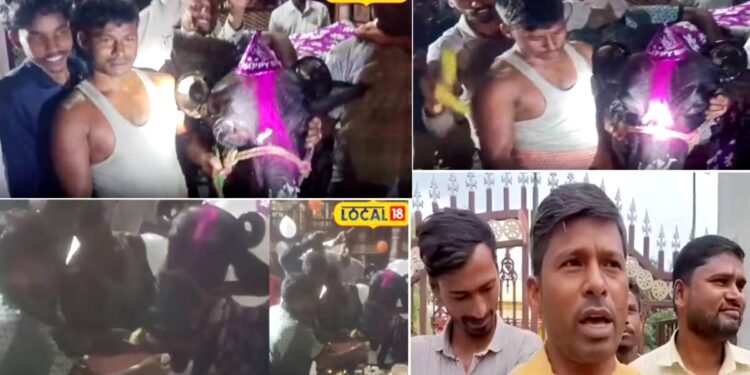 Ajab Gajab : धूमधाम से मनाया भैंस का जन्मदिन, केक-केला की दावत, वीडियो वायरल