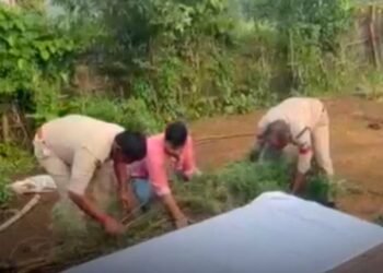 सिंगरौली के चितरंगी में गांजे के 8 हरे पौधे जब्त, 60 वर्षीय आरोपी रघुनाथ सिंह गिरफ्तार, मध्य प्रदेश वीडियो न्यूज