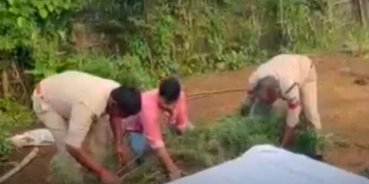 सिंगरौली के चितरंगी में गांजे के 8 हरे पौधे जब्त, 60 वर्षीय आरोपी रघुनाथ सिंह गिरफ्तार, मध्य प्रदेश वीडियो न्यूज