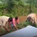 सिंगरौली के चितरंगी में गांजे के 8 हरे पौधे जब्त, 60 वर्षीय आरोपी रघुनाथ सिंह गिरफ्तार, मध्य प्रदेश वीडियो न्यूज
