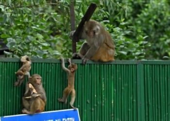 न लाठी, न डंडा… सिर्फ आवाज और बंदर रफूचक्कर, बैडमिंटन वर्ल्ड चैंपियनशिप में बंदरों को खदेड़ रहे खान ब्रदर्स