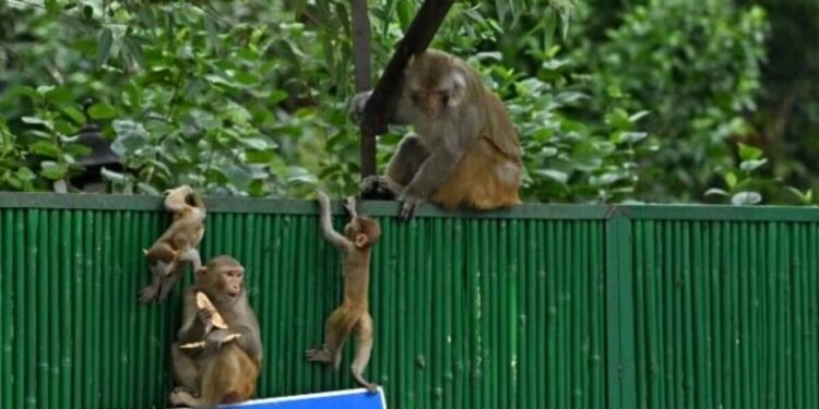 न लाठी, न डंडा… सिर्फ आवाज और बंदर रफूचक्कर, बैडमिंटन वर्ल्ड चैंपियनशिप में बंदरों को खदेड़ रहे खान ब्रदर्स