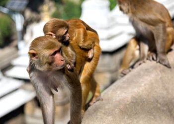 Hardoi News: स्कूल जा रहे शिक्षक के सामने कूदा बंदर, बाइक टकराई और सीधे नहर में समाए, दोनों की मौत