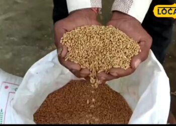 Agriculture: सुजाता से C-306 तक, कम पानी में गेहूं की खेती के लिए जानें ये 4 किस्में, कृषि वैज्ञानिक ने बताई खासियत