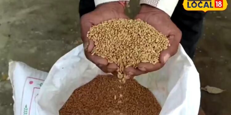 Agriculture: सुजाता से C-306 तक, कम पानी में गेहूं की खेती के लिए जानें ये 4 किस्में, कृषि वैज्ञानिक ने बताई खासियत
