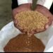 Agriculture: सुजाता से C-306 तक, कम पानी में गेहूं की खेती के लिए जानें ये 4 किस्में, कृषि वैज्ञानिक ने बताई खासियत