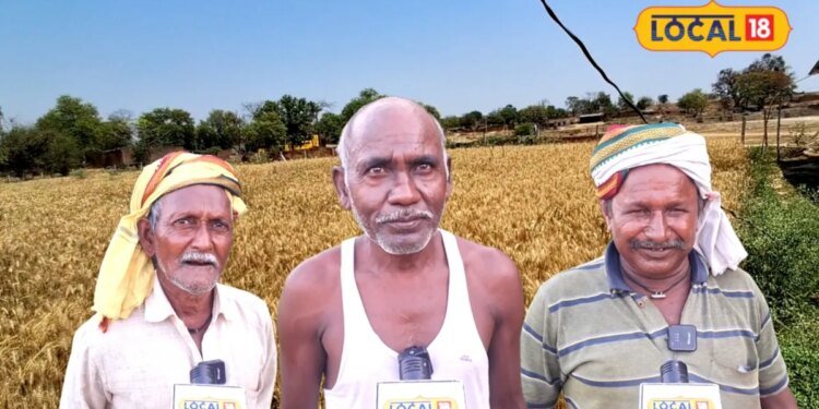 Farmer Opinion: गेहूं की MSP बढ़ने पर क्या बोले किसान? किसी ने बताया राहत तो किसी ने और बढ़ोतरी की रखी मांग