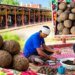 सहारनपुर की कान्हा गौशाला में गाय के गोबर से बन रहा सीड बॉल, जिसमें हैं फूल-सब्जियों के बीज, 10 रुपये में लाएगा हरियाली, जानें