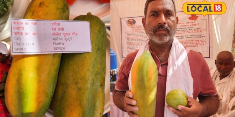 धान-गेहूं छोड़ पकड़ी बागवानी की राह, 4 में अमरूद और 16 एकड़ में उगाया पपीता, बहराइच के किसान की बदल गई किस्मत