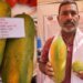 धान-गेहूं छोड़ पकड़ी बागवानी की राह, 4 में अमरूद और 16 एकड़ में उगाया पपीता, बहराइच के किसान की बदल गई किस्मत