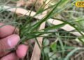 durva grass | durva ke fayde | durva grass ayurvedic fayde | औषधीय गुणों का खजाना है ये कसैली घास, पेट से लेकर त्वचा तक की समस्या में कारगर