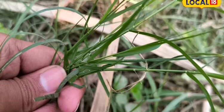durva grass | durva ke fayde | durva grass ayurvedic fayde | औषधीय गुणों का खजाना है ये कसैली घास, पेट से लेकर त्वचा तक की समस्या में कारगर