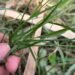 durva grass | durva ke fayde | durva grass ayurvedic fayde | औषधीय गुणों का खजाना है ये कसैली घास, पेट से लेकर त्वचा तक की समस्या में कारगर