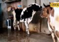 Animal Husbandry : सर्दियों से पहले कर लें ये काम, नहीं लगेगी पशुओं को ठंड, एक्सपर्ट ने बताई ट्रिक